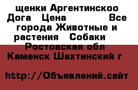 щенки Аргентинскоо Дога › Цена ­ 25 000 - Все города Животные и растения » Собаки   . Ростовская обл.,Каменск-Шахтинский г.